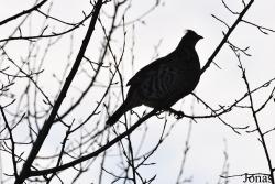 Manitoba