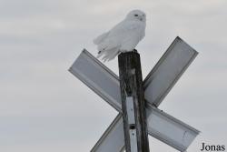 Manitoba