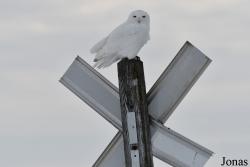 Manitoba