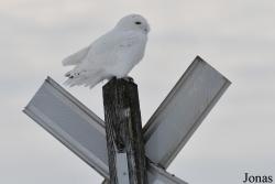 Manitoba