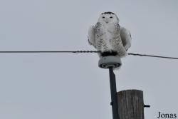 Manitoba