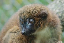 Parc Zoologique et Botanique de Mulhouse