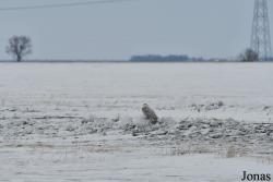 Manitoba