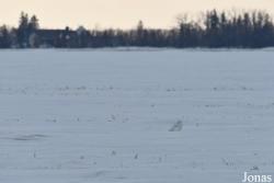 Manitoba