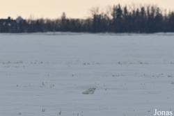 Manitoba