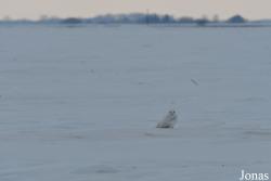 Manitoba