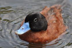 Oxyurinae