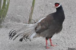 Phasianidae
