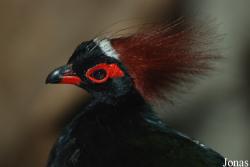 Rollulinae