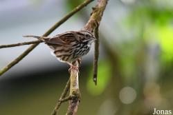 Passerellidae