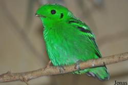 Calyptomenidae
