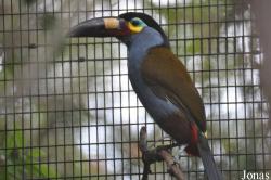 Piciformes