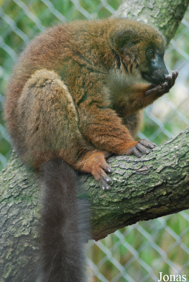 Parc Zoologique et Botanique de Mulhouse