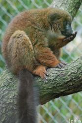 Parc Zoologique et Botanique de Mulhouse