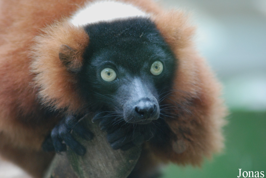 Parc Zoologique et Botanique de Mulhouse