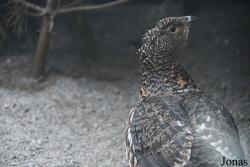 Kurtinių Veislynas Viešvilės Valstybinis Gamtinis Rezervatas