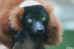 Varecia rubra