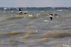 Palanga