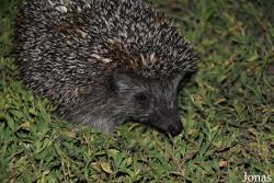 Erinaceus roumanicus pallidus