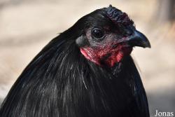 Poule Cemani