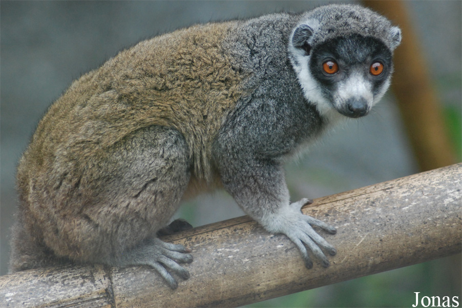 Parc Zoologique et Botanique de Mulhouse