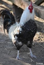 Poule de Twente