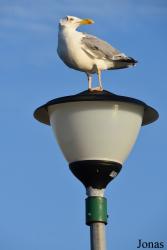 Palanga