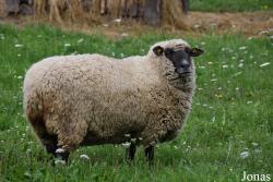 Mouton Latvian Black-headed