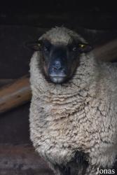 Rīgas Zoodārza Filiāle Cīruļi