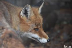 Rīgas Zoodārza Filiāle Cīruļi
