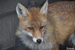 Rīgas Zoodārza Filiāle Cīruļi