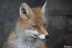 Rīgas Zoodārza Filiāle Cīruļi