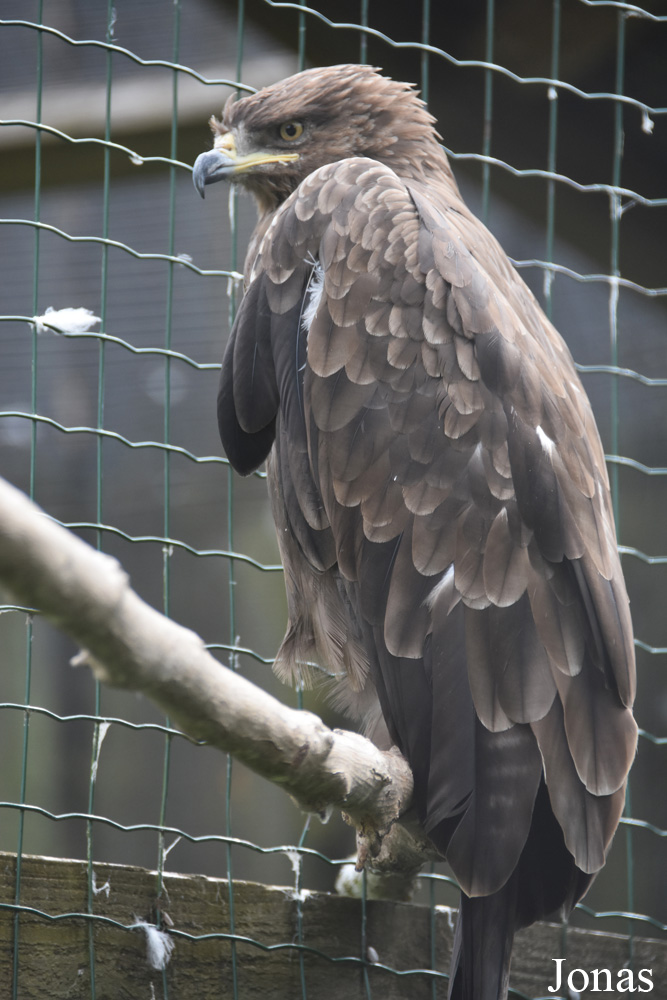 Rīgas Zoodārza Filiāle Cīruļi