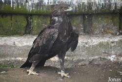 Rīgas Zoodārza Filiāle Cīruļi