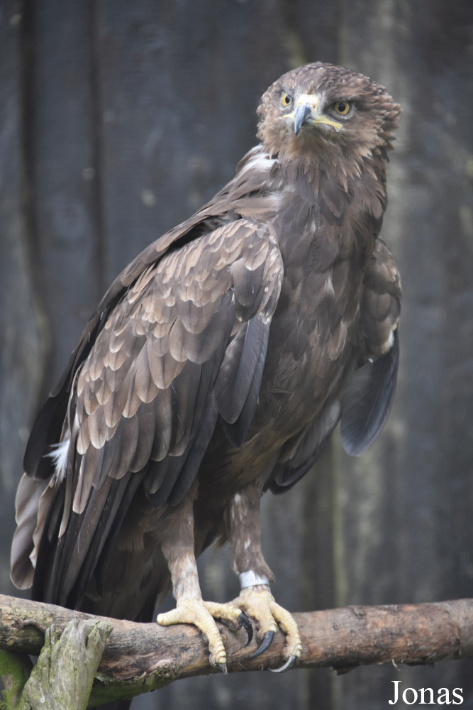 Rīgas Zoodārza Filiāle Cīruļi