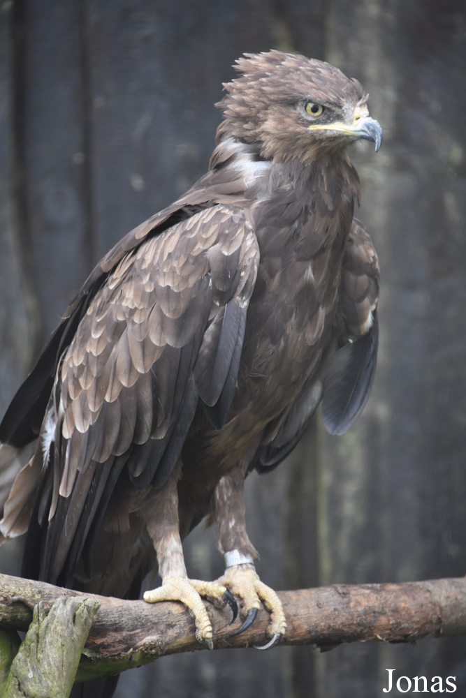 Rīgas Zoodārza Filiāle Cīruļi