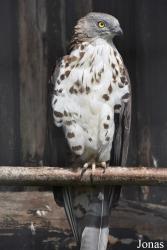 Rīgas Zoodārza Filiāle Cīruļi