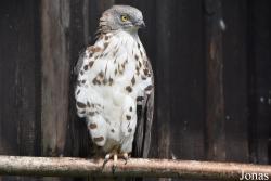 Rīgas Zoodārza Filiāle Cīruļi