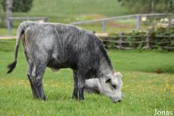Vache Bleue de Lettonie