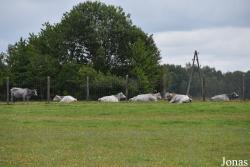 Rīgas Zoodārza Filiāle Cīruļi
