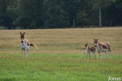 Rīgas Zoodārza Filiāle Cīruļi