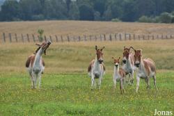 Rīgas Zoodārza Filiāle Cīruļi