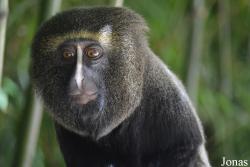 Cercopithecus hamlyni