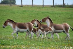 Rīgas Zoodārza Filiāle Cīruļi