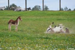 Rīgas Zoodārza Filiāle Cīruļi