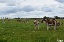 Rīgas Zoodārza Filiāle Cīruļi