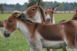 Rīgas Zoodārza Filiāle Cīruļi