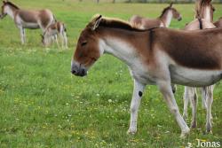 Rīgas Zoodārza Filiāle Cīruļi