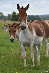 Rīgas Zoodārza Filiāle Cīruļi