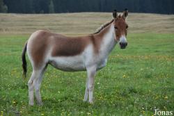 Rīgas Zoodārza Filiāle Cīruļi